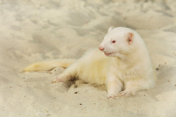 Ferret albino portrait of summer style on beach sand