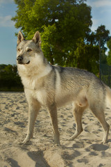 Young male of Wolfdog staying in sand park of playground