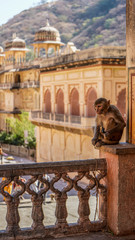 Jaipur rajasthan India 