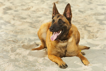 Young female of Belgian Shepherd Malinois relaxing in sand