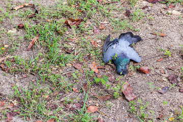Remains of poor black bird, Plague of bird, Avian Influenza type A H5N1, Plague from Poultry