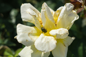 黄色いバラとハナムグリ