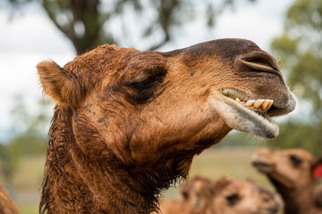 Camel out amongst nature