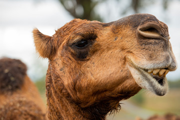 Camel out amongst nature