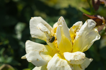 黄色いバラとハナムグリ