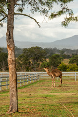 Camel out amongst nature