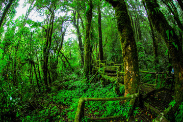Wooden walkway covered with mosses and lichens among natural green trees in rain forest on high mountain nature trail at Doi Inthanon National Park.