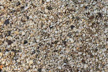 Background of small shells on the sea shore. Various small shell yard texture on the beach. background texture sea sand with shells and small stones .