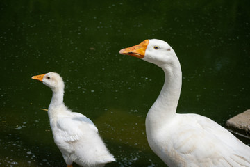 Baby Goose (Gosling) with Mother Goose
