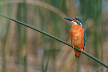 Kingfisher (Alcedo atthis) on branch; beautiful exotic bird