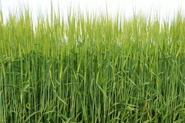 風景　春　むぎ　麦の穂　杤木