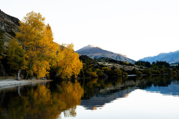 Beautiful reflection of colorful autumn season during sunset and mountain background at Glendhu Bay Wanaka lake, New Zealand.