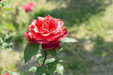 深紅のバラ
