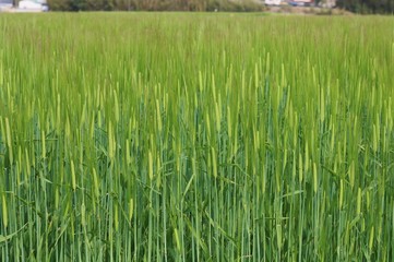 風景　春　むぎ　麦の穂　杤木
