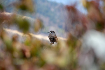 Spotted nutcracker or Eurasian nutcracker