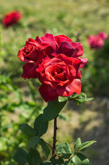 深紅のバラ
