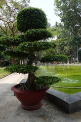 Fototapeta na wymiar Jardin botanique hô-chi-minh ville
