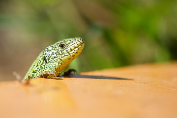 Portrait of a curious green lizard on a green natural background