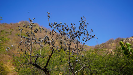 Jaipur rajasthan India 