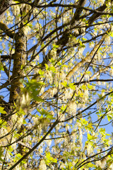 Yellow green maple flowers