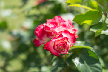 赤と白のバラ　紅白