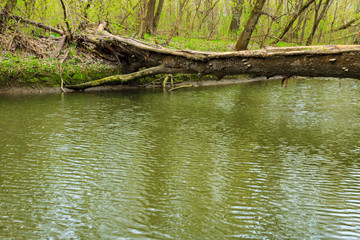 Fallen tree trunk as a bridge over a river in green forest