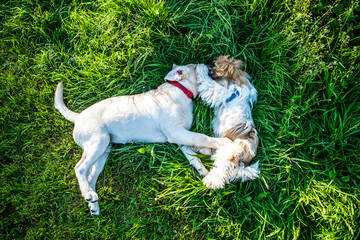 Two dogs laying and smelling each other in a green meadow.