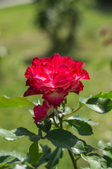 赤と白のバラ　紅白