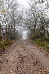 Fototapeta premium country road