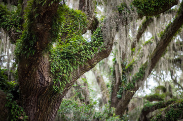 Romantic view of Spanish moss and vines hanging from the branches of a mighty oak tree in a lush...