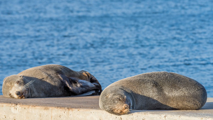 Pair of sea lions lazily rests on the rocks, Kingscote, Kangaroo Island, Southern Australia