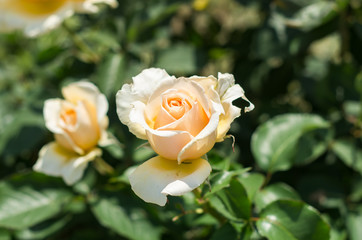 クリーム色のバラ