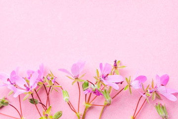 Blossom pink flowers on pink pastel background.