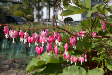 Asian bleeding heart