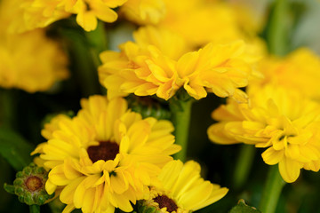 Colorful yellow and orange chrysanthemum flower bloom in the farm