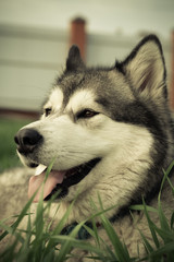 Alaskan Malamute breed dog close up. Selection focus. Shallow depth of field. Toned