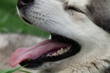 Alaskan Malamute breed dog close up. Selection focus. Shallow depth of field