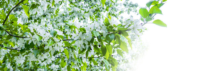 Fototapeta na wymiar Banner flowering apple tree white background