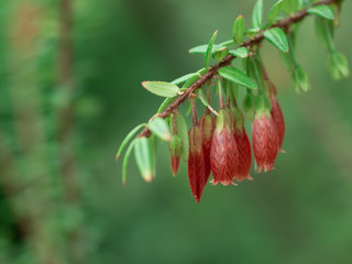 red flower with green leaf and green background