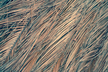 Background texture of dry palm leafs