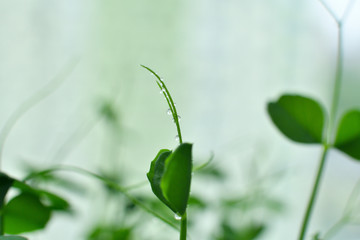 Drops of dew on young sprouts Micro green.Selective focus