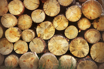 Stacked logs. Background from wooden boards. Wood background