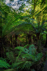 Obraz premium Maits Rest Rainforest Walk, Great Otway National Park, Victoria, Australia