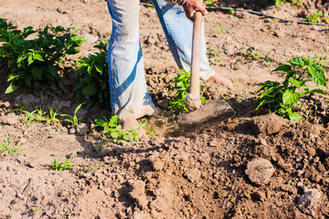 man working agriculture, using hoe to bring earth to the stem of the peppers plants.