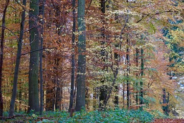 Herbstwald bei Haffkrug