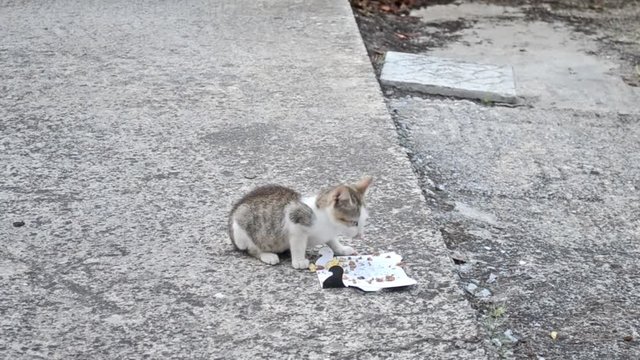 adorable kitten eating food on the yard - pet video - grey kitty 