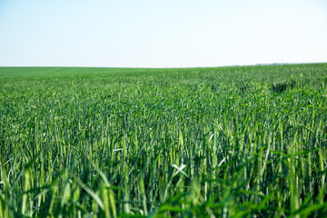 green field of young wheat sprouts, to the horrizon