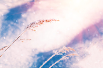 Winter Christmas scenic background. Snow landscape with dry grass covered with snow. Copy space. Soft focus