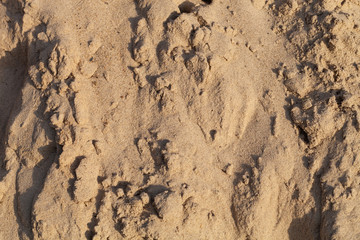 Sand on beach. Natural background. Closeup