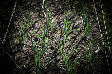 Garlic grows in the garden in the garden. First spring harvest. Selection focus. Shallow depth of field. Toned